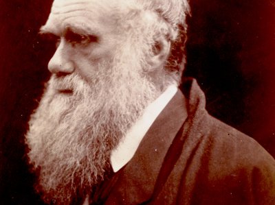 Portrait of Charles Darwin, 1859 by English Photographer